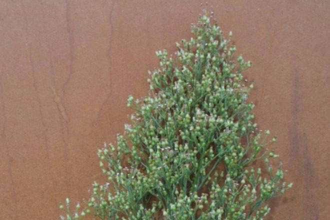 Broad Leaved Fleabane